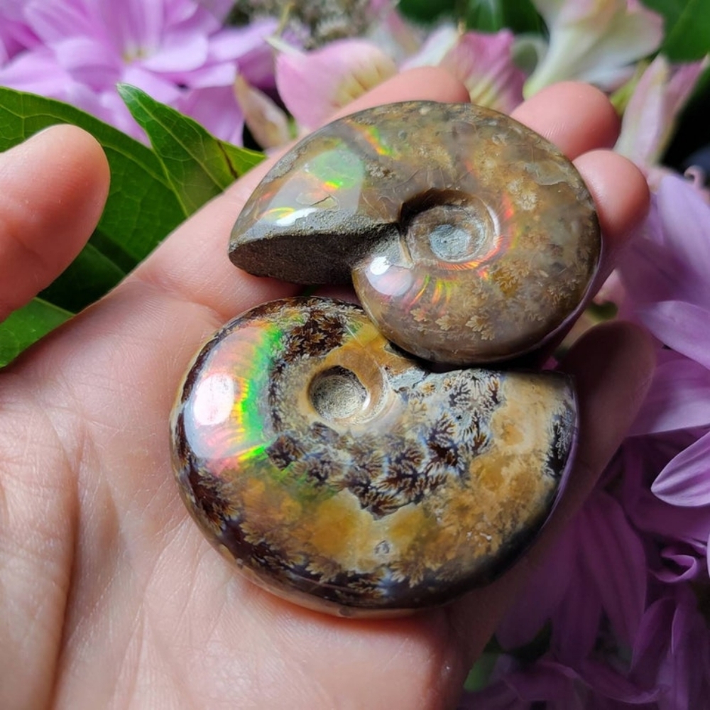 Opalized Ammonite / Fire Ammonite / Ammonite Specimen / Polished Ammonite / Opal